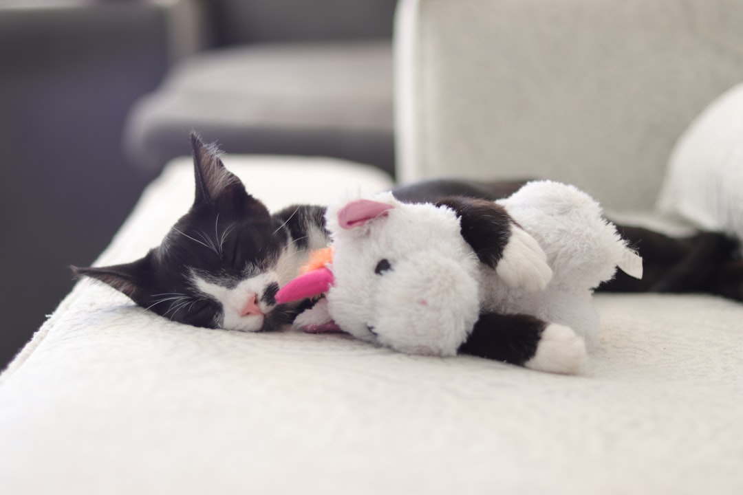 Comfort Toys with Familiar Scents (Image Credits: Unsplash)