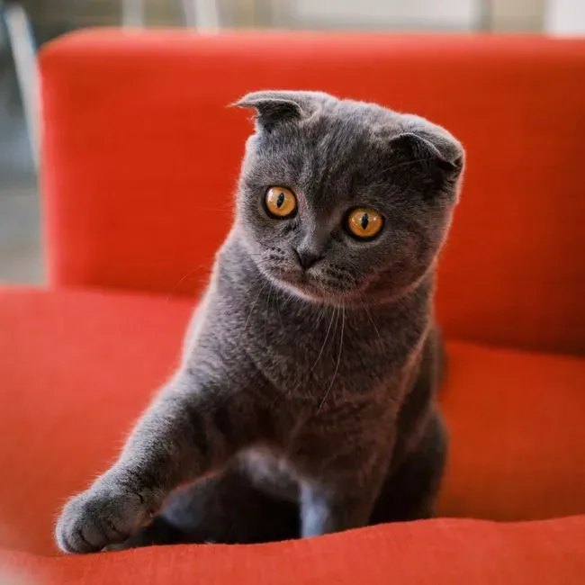 #8 Scottish Fold (Image Credits: Pexels)