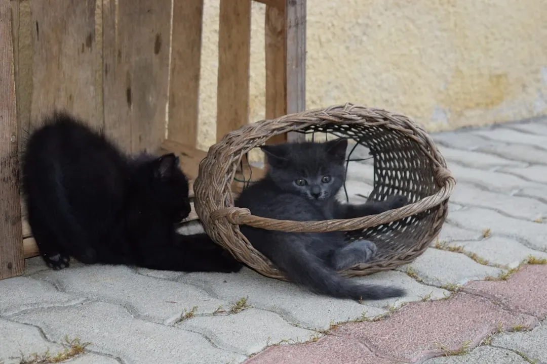 The Role of Kittens and Early Socialization (Image Credits: Unsplash)