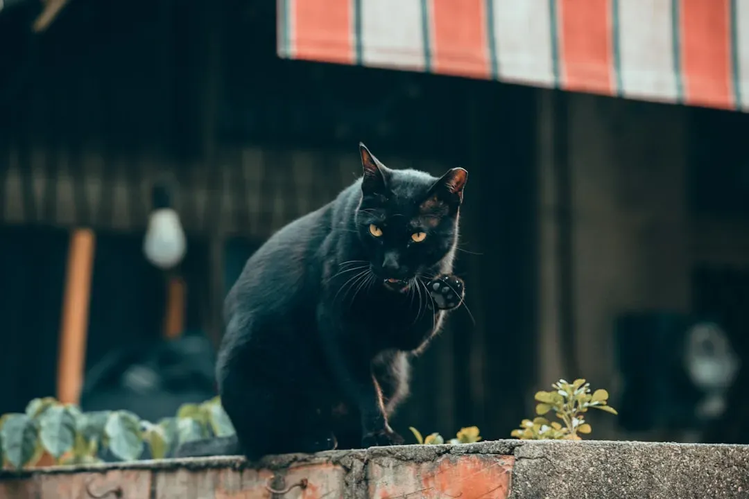 Myth 1: A Black Cat Crossing Your Path Brings Bad Luck (Image Credits: Unsplash)