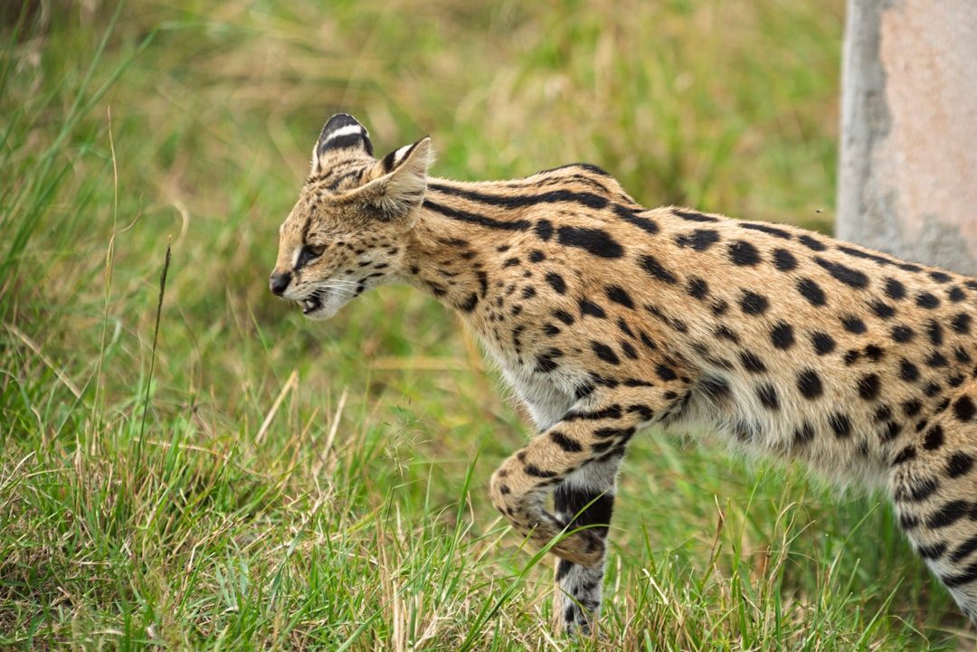 The Serval: Africa's Skilled Hunter Doesn't Belong in Your Living Room (Image Credits: Unsplash)