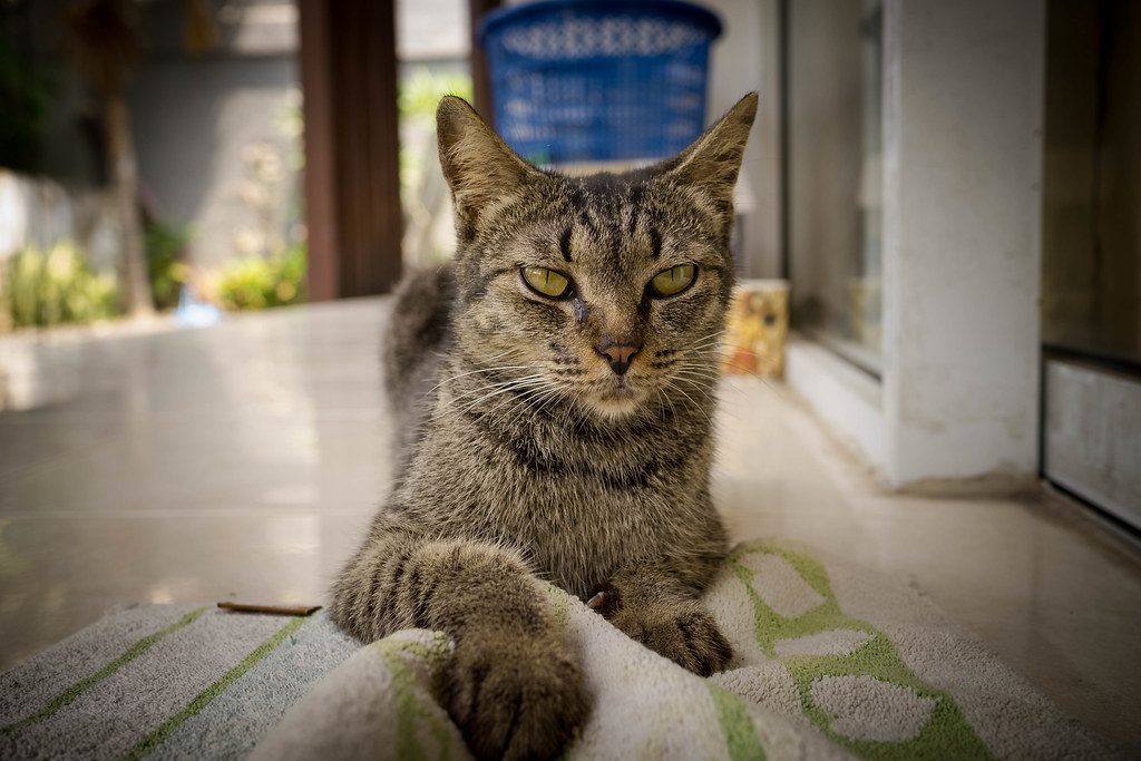 16. The Escalation Strategy (Image Credits: Flickr)