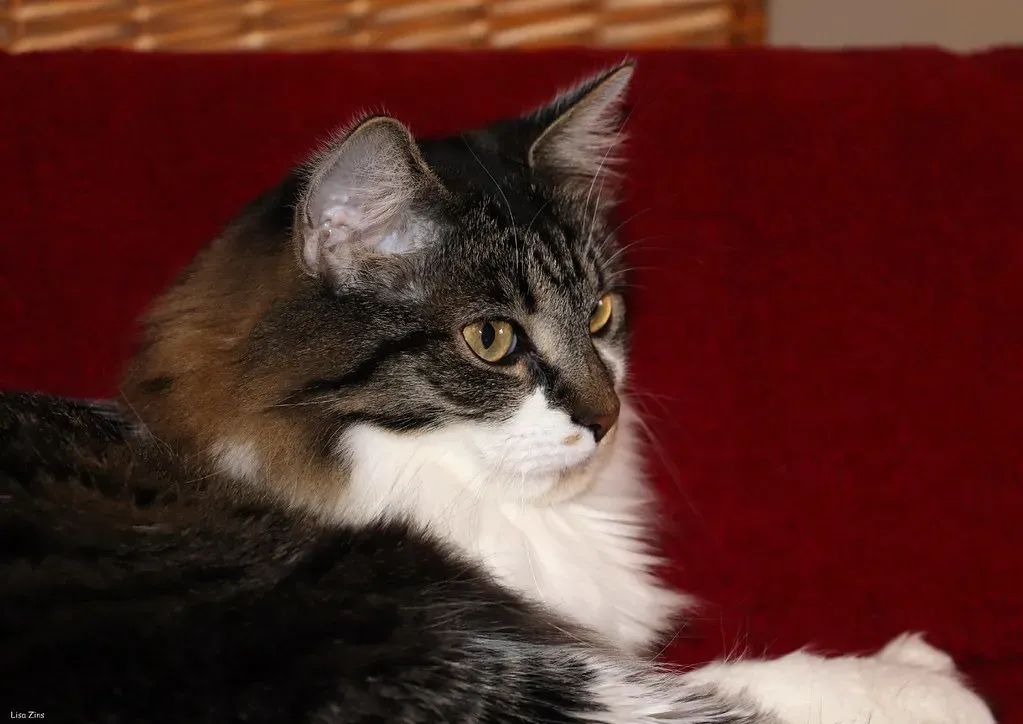 Not Providing Enough Litter Boxes (Image Credits: Flickr)