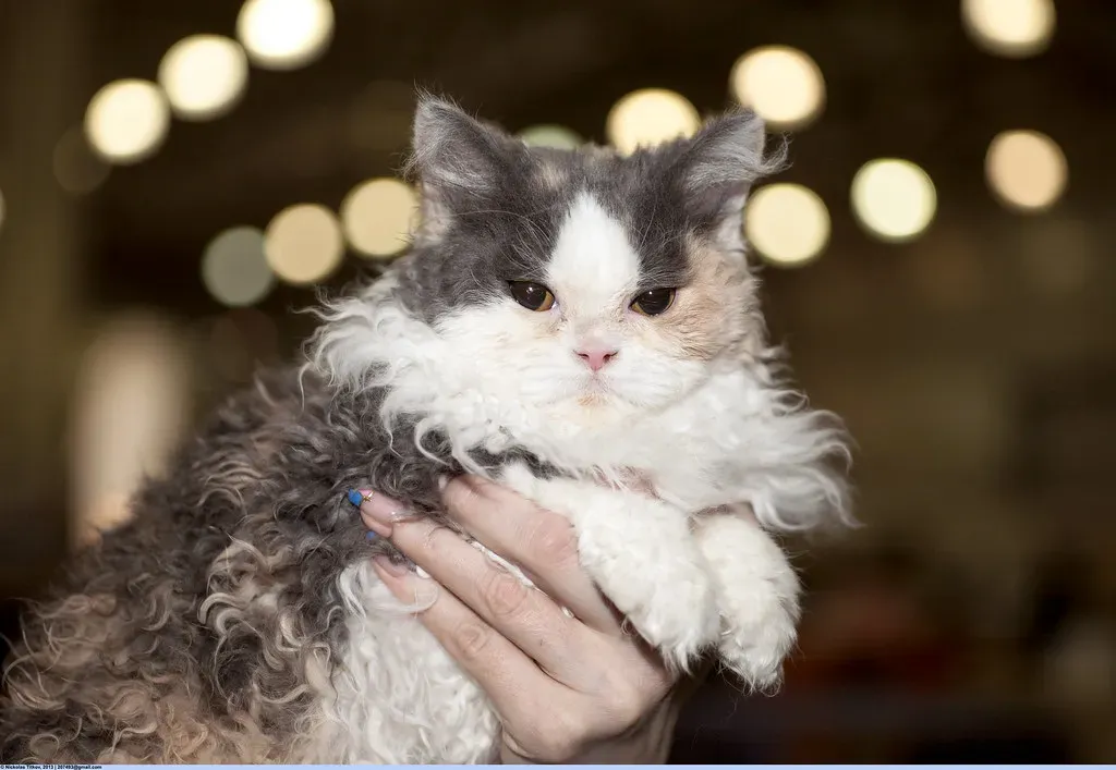 13. Selkirk Rex Longhair (Image Credits: Flickr)