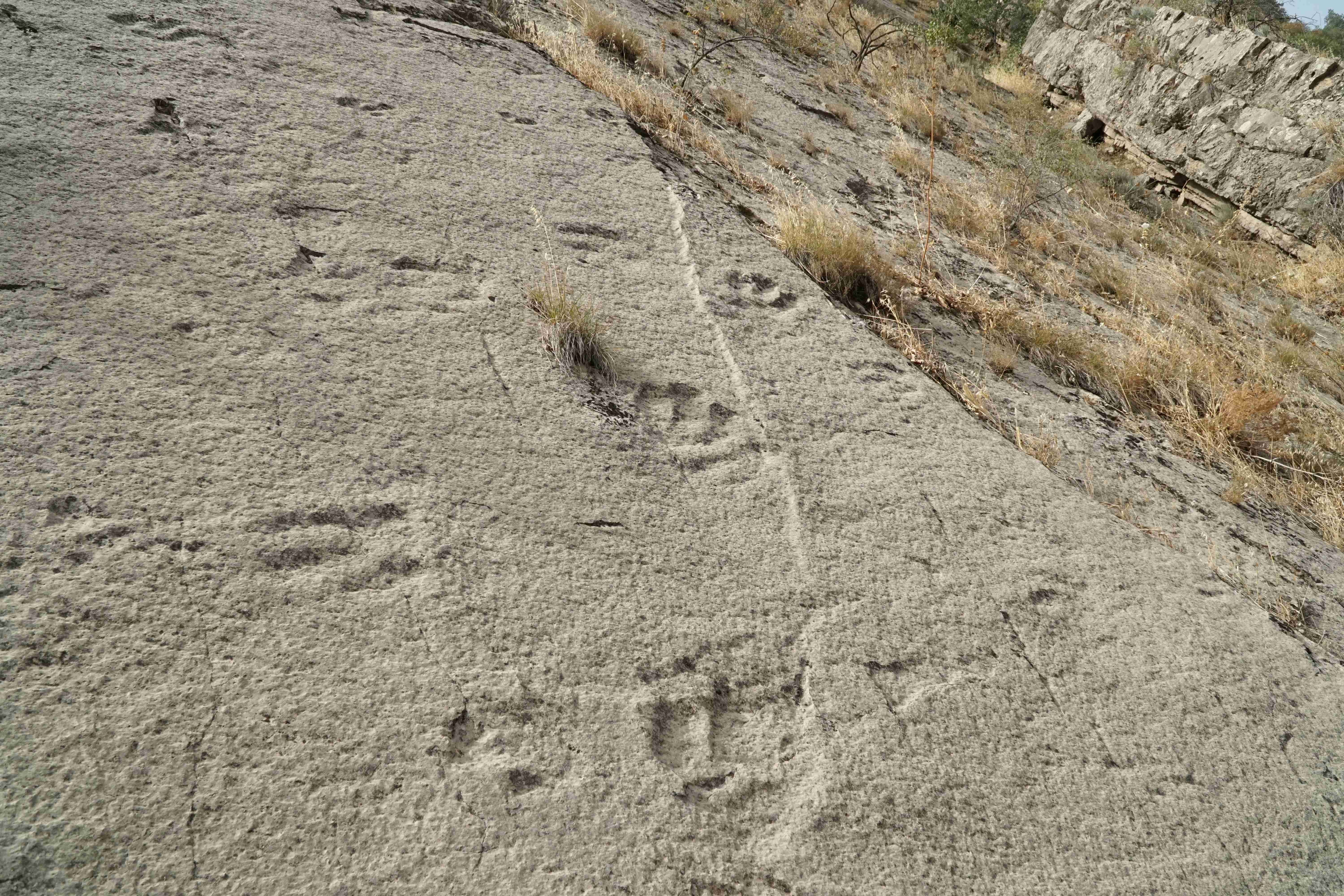 When Predators and Prey Danced in Mud (Image Credits: Wikimedia)