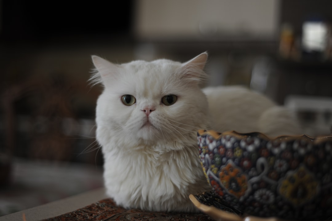 Persian: The Selective Student (Image Credits: Unsplash)