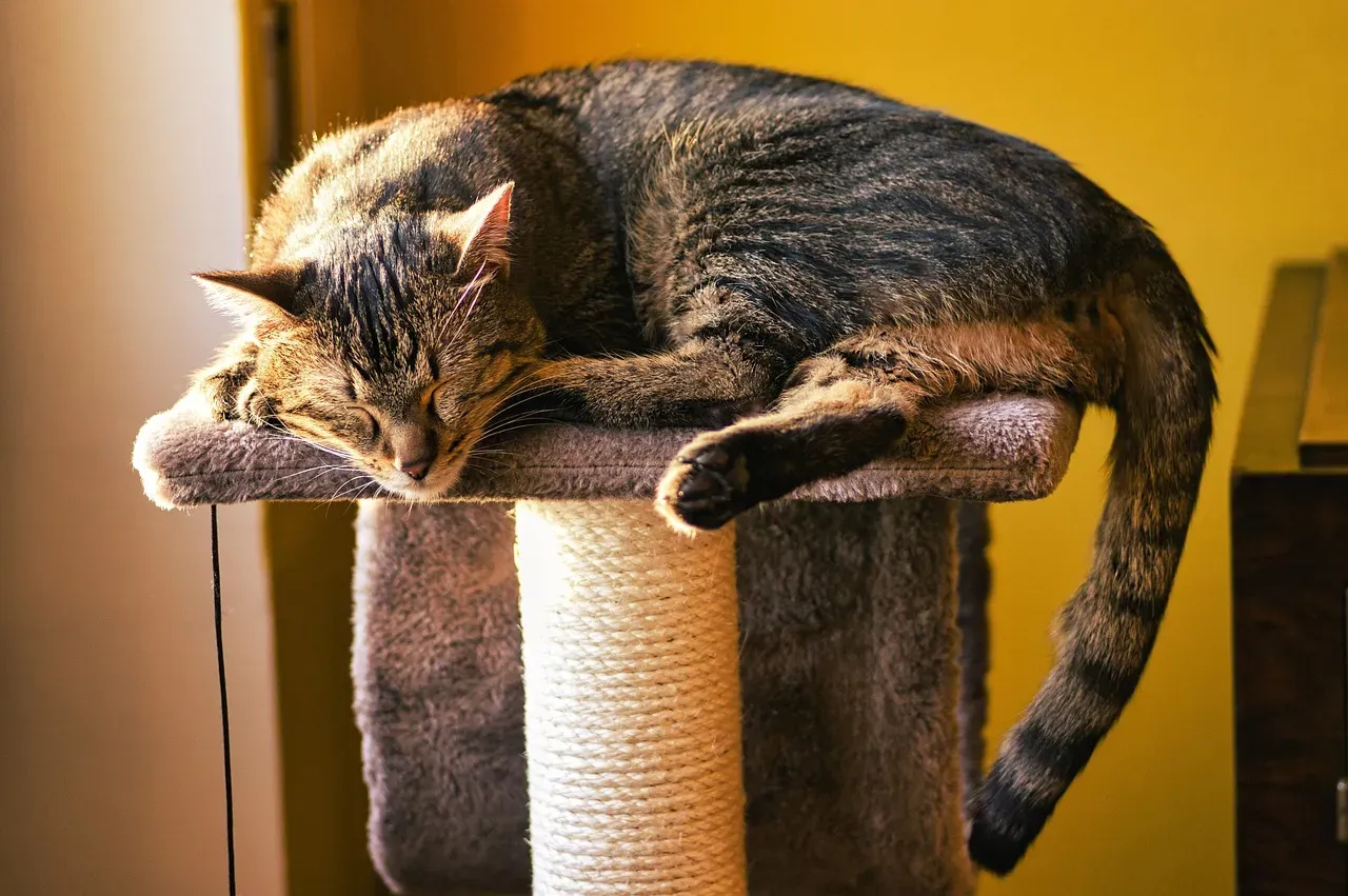3. Perched On High Places: The Confident Watchtower Cat (Image Credits: Pixabay)