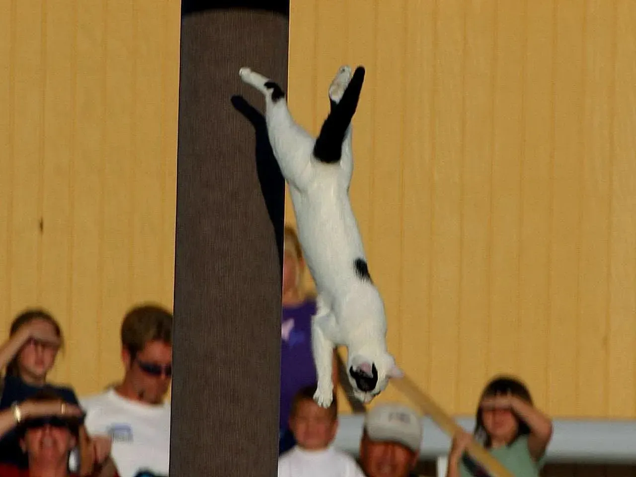 The Mid-Air Self-Correction (Image Credits: Wikimedia)