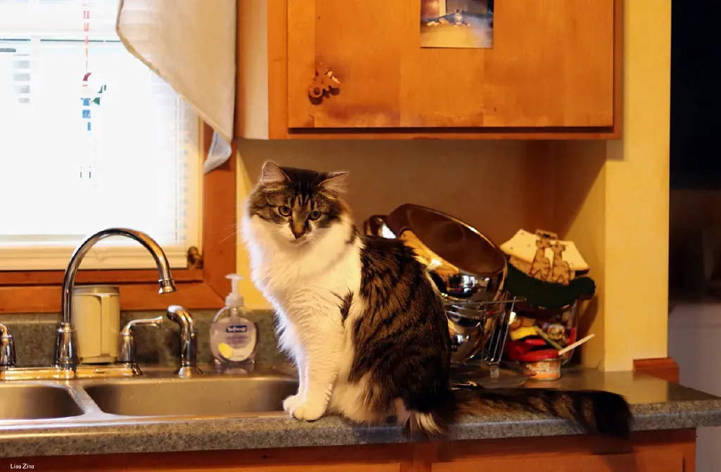 Rule Four: Counter Surfaces Belong to Them, Not You (Image Credits: Flickr)