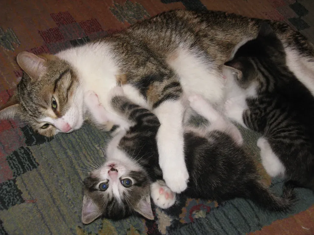 Play Fighting Teaches Real-World Combat Skills (Image Credits: Flickr)