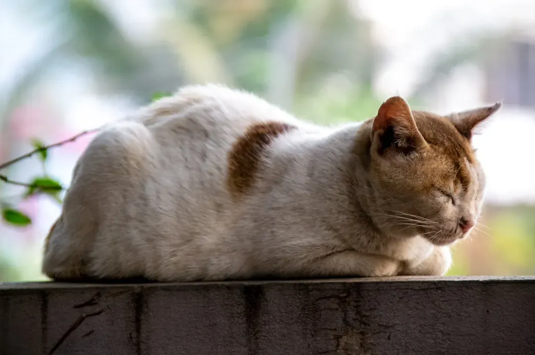 The Cat Loaf: Relaxed but Ready (Image Credits: Unsplash)