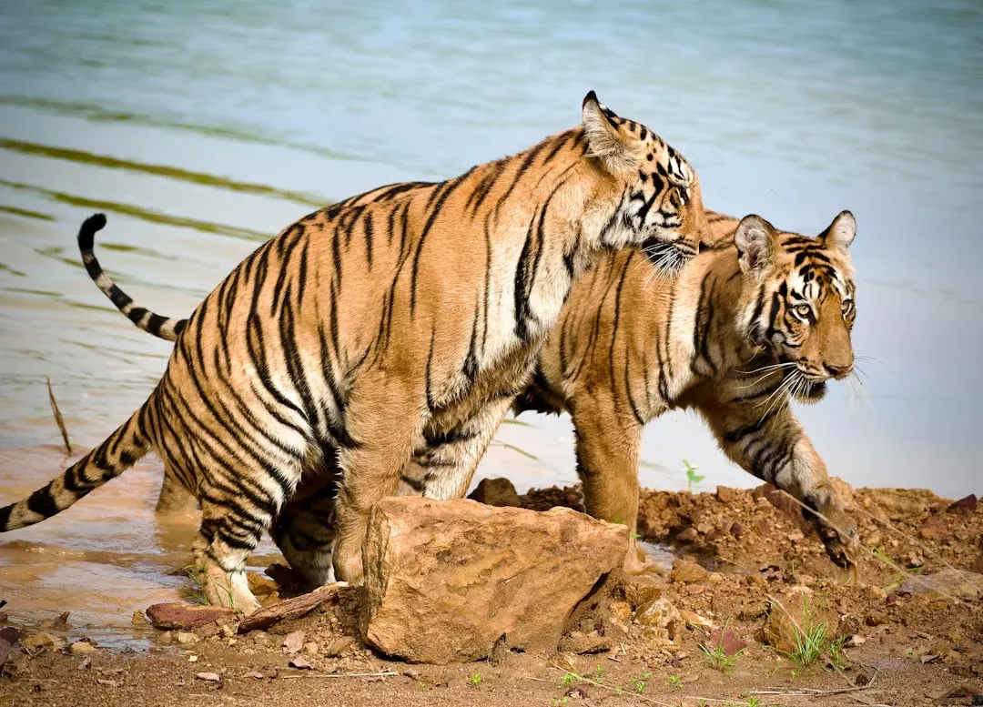 The Brief and Purposeful Mating Encounter (Image Credits: Unsplash)