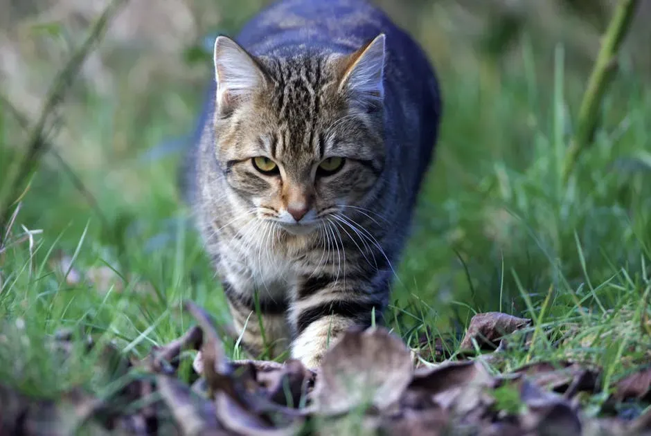 Your Cat Is Hardwired to Hunt - Even After a Full Meal (Image Credits: Pexels)