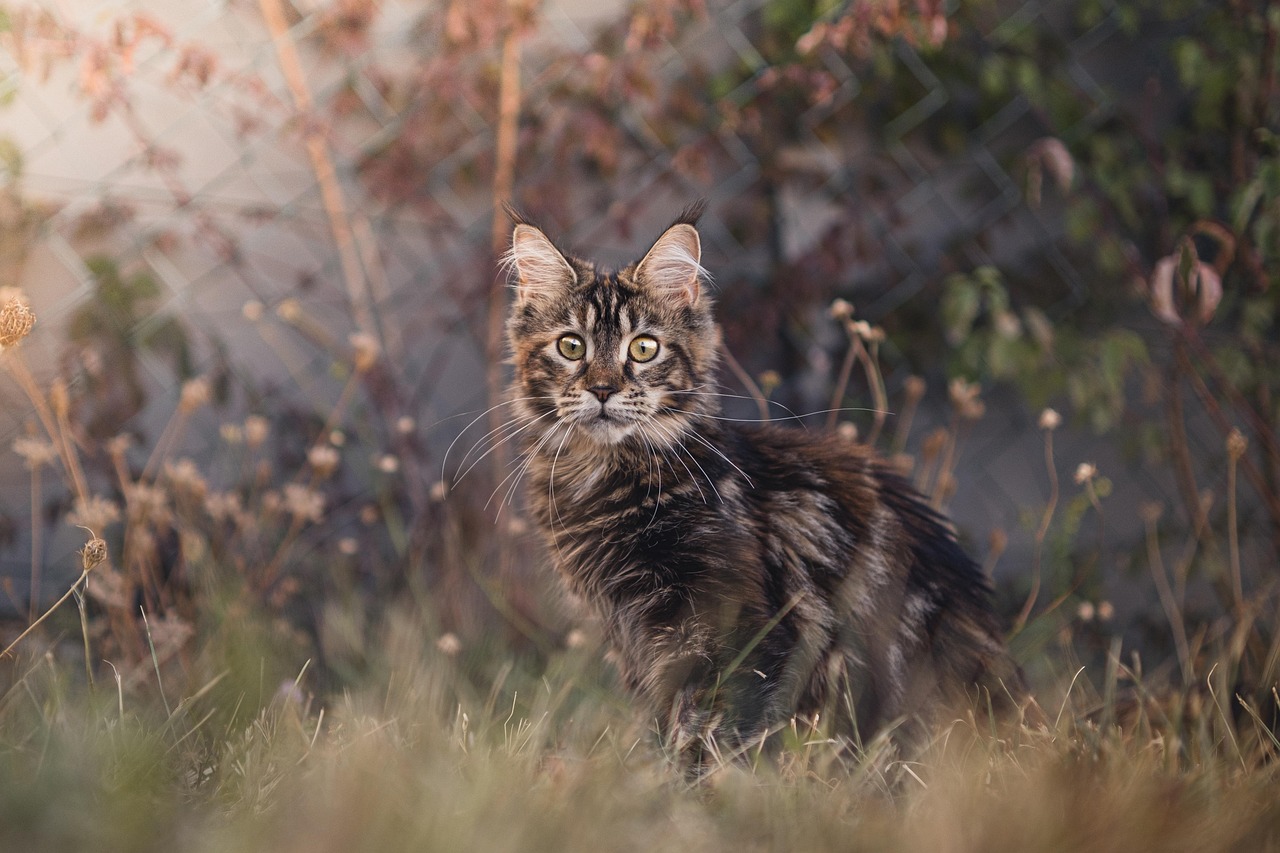 Maine Coon: The Gentle Giants With Big Emotions (Image Credits: Pixabay)