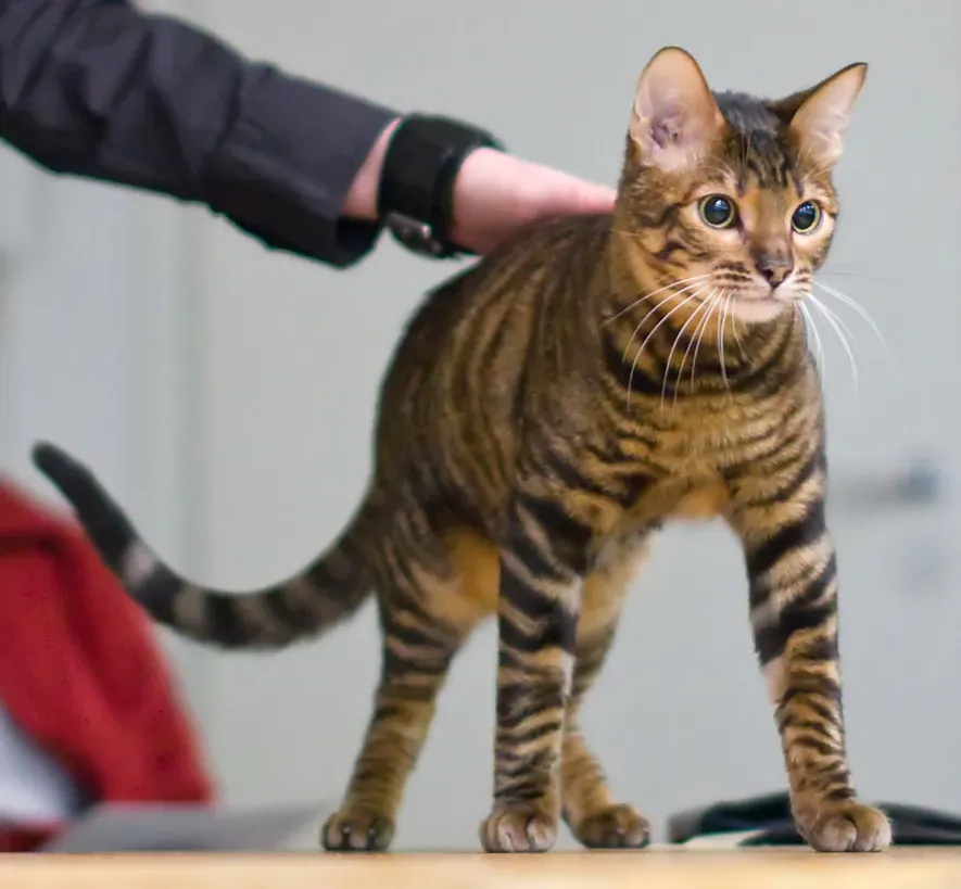Toyger Cat (Image Credits: Wikimedia)
