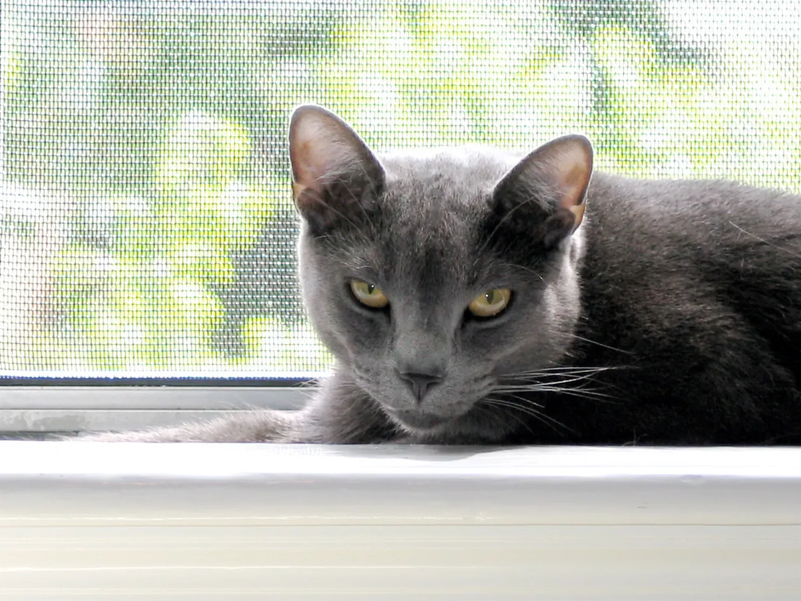 13. Russian Blue: The Shy Introvert (Image Credits: Wikimedia)