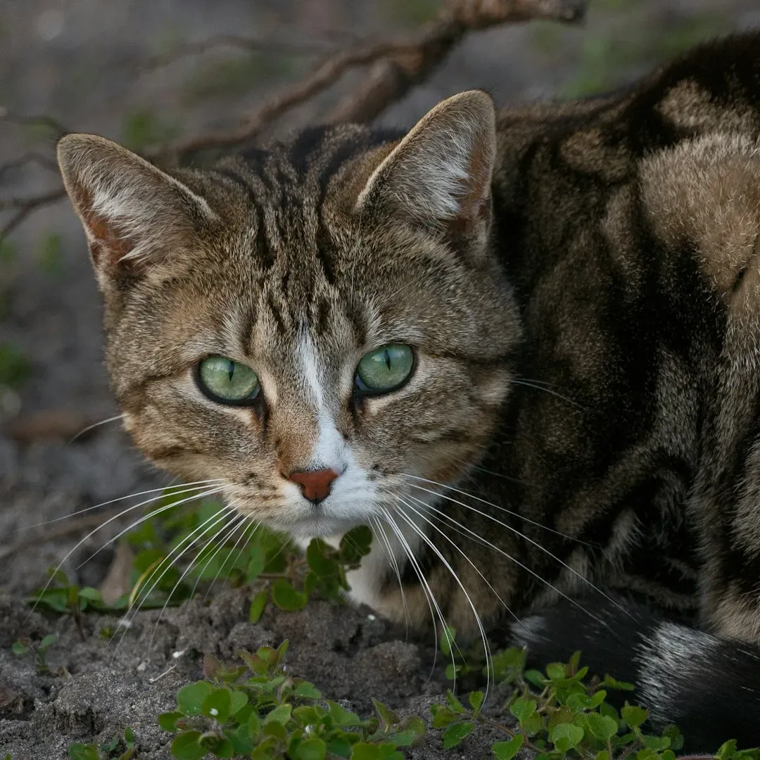The Confident High Tail: Your Cat Is Feeling Social (Image Credits: Unsplash)