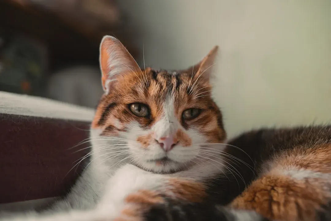 #13 - It Could Be a Sign of Feline Cognitive Dysfunction (Image Credits: Unsplash)