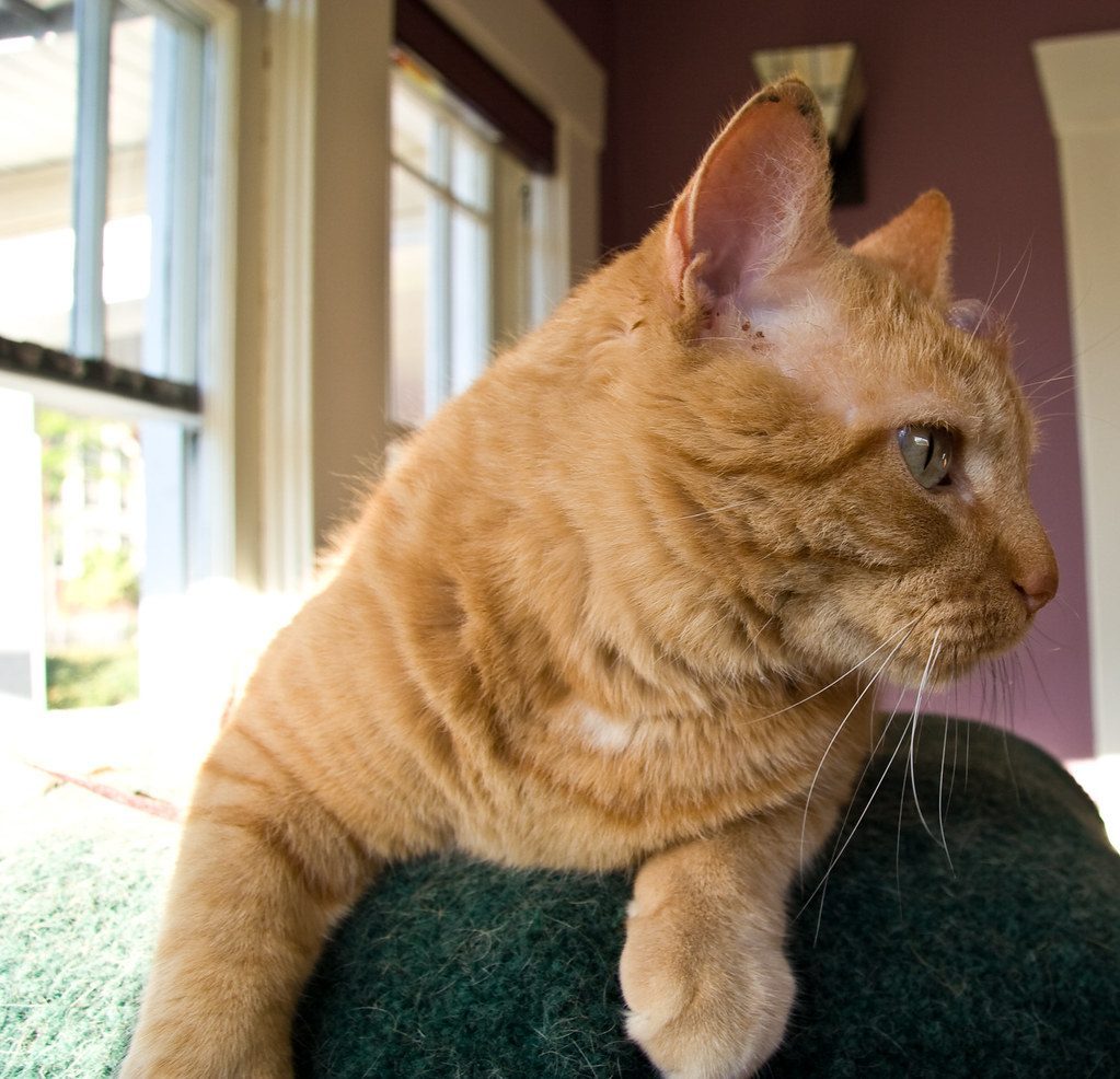 2. Head Bumps and Cheek Rubs (Image Credits: Flickr)