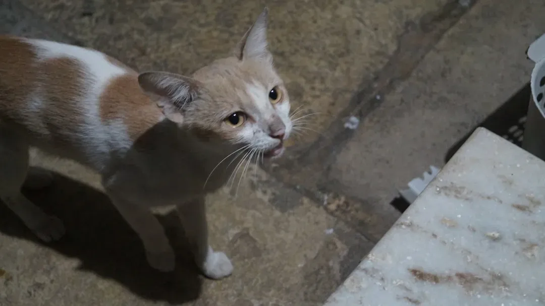 Meowing Was Invented for You (Image Credits: Unsplash)