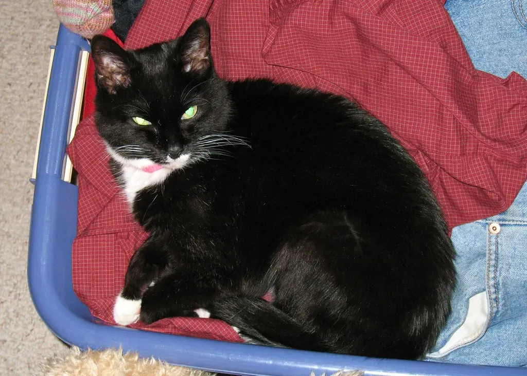 It's a Way to Get Your Attention (Image Credits: Flickr)