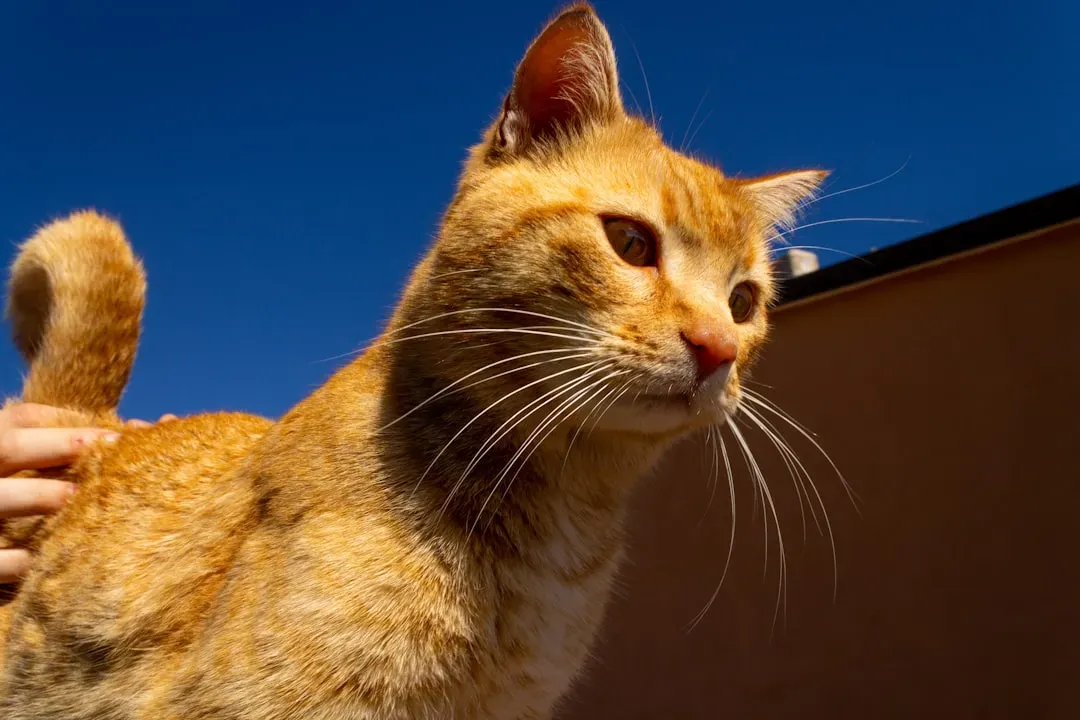 Your Cat's Ears Are Miniature Satellite Dishes (Image Credits: Unsplash)