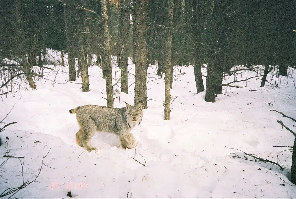 2. Hunt Almost Exclusively in Knee‑Deep Winter (Superior National Forest, Flickr, CC BY 2.0)