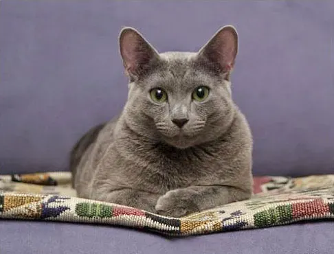 Russian Blue: The Elegant Introvert (Image Credits: Wikimedia)