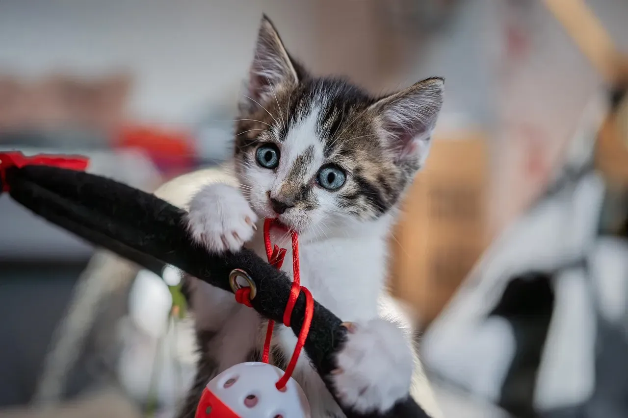Conclusion: Seeing Your Kitten’s Play as Powerful Practice (Image Credits: Pixabay)
