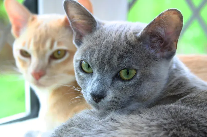 Burmese (Image Credits: Flickr)