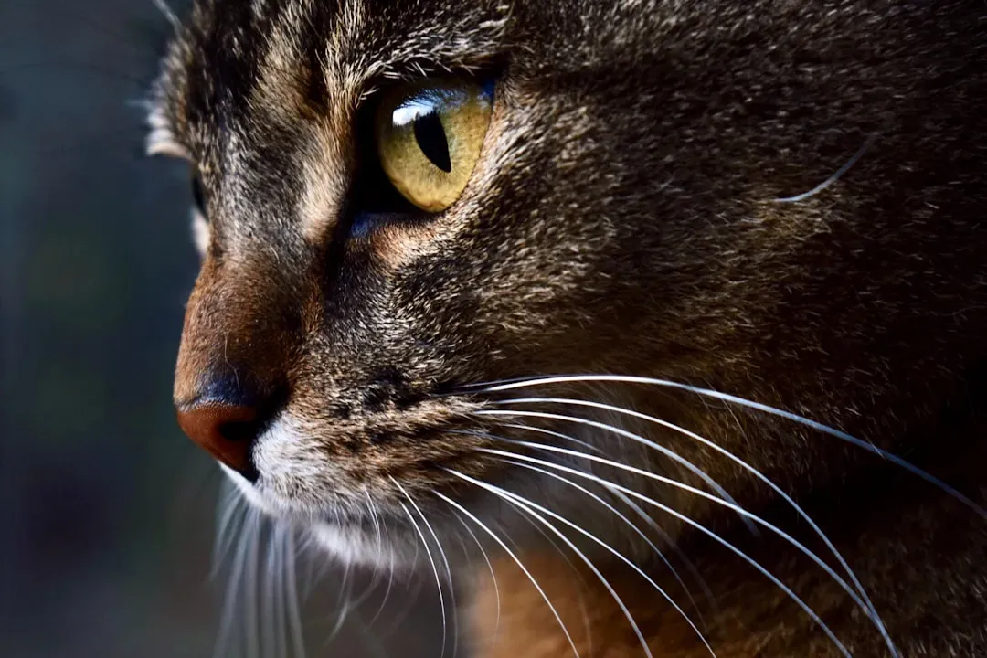 6. Whiskers Are Your Cat's Secret Weapon During Hunting (Image Credits: Unsplash)