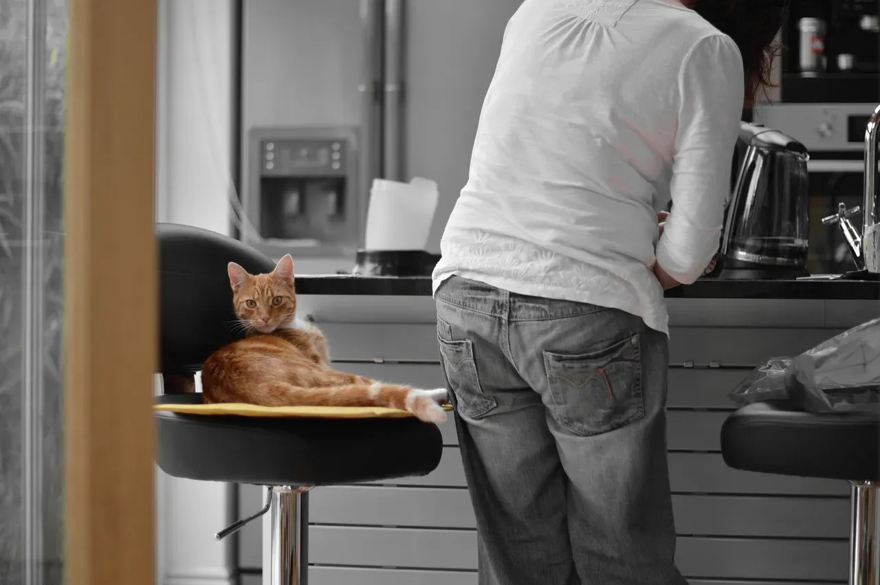 1. Your Cat Appears Right Before Mealtimes (Image Credits: Pixabay)