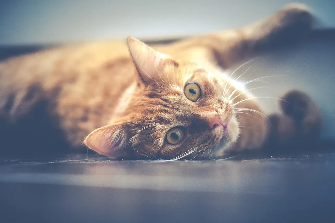 #8 Faint Vibrations Through Solid Surfaces (Image Credits: Pixabay)