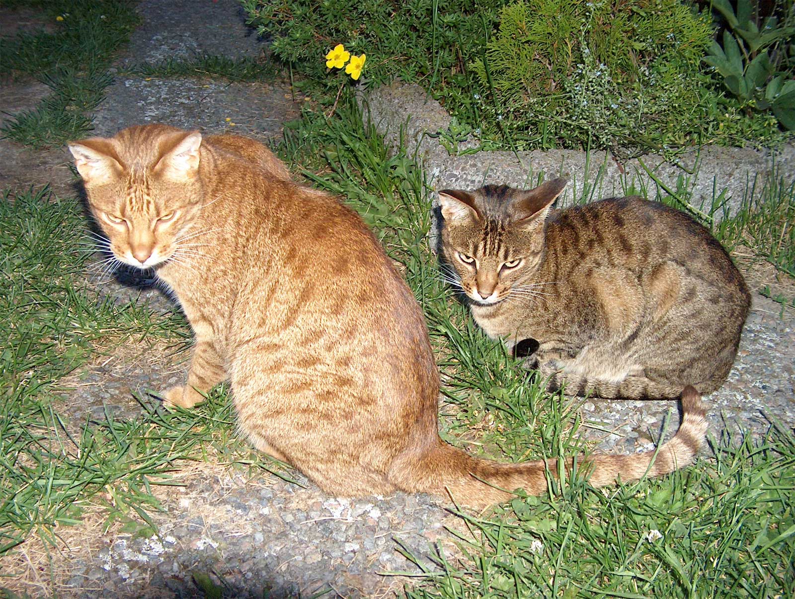 Ocicat: The Athletic Companion (Image Credits: Wikimedia)