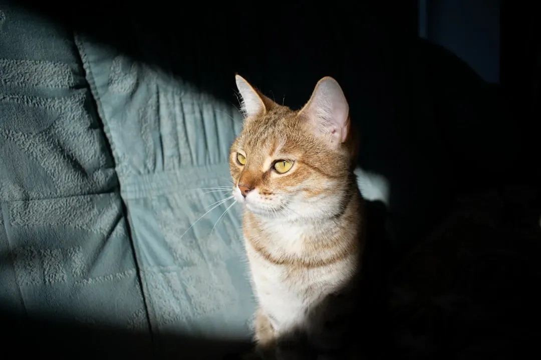 The Warmth Test: Your Furniture Layout Tells Your Cat Everything (Image Credits: Unsplash)