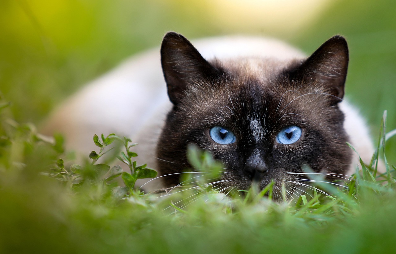 Siamese: The Social Butterfly (Image Credits: Pixabay)