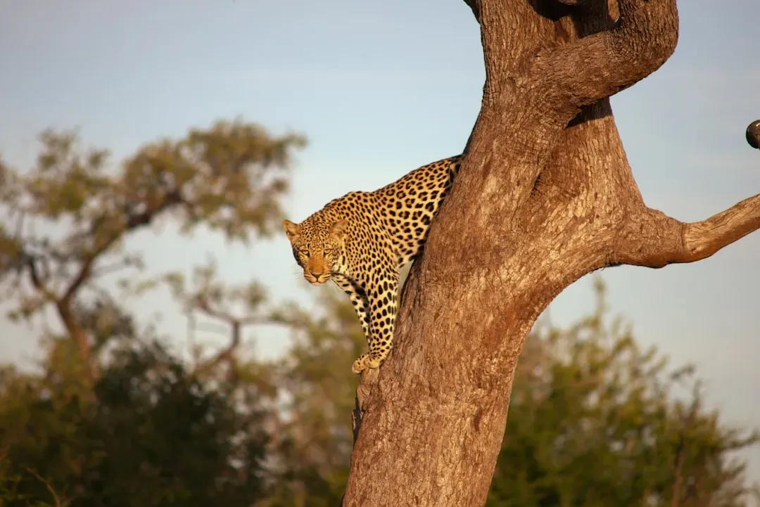They're the Ultimate Tree Climbers Among Big Cats (Image Credits: Unsplash)