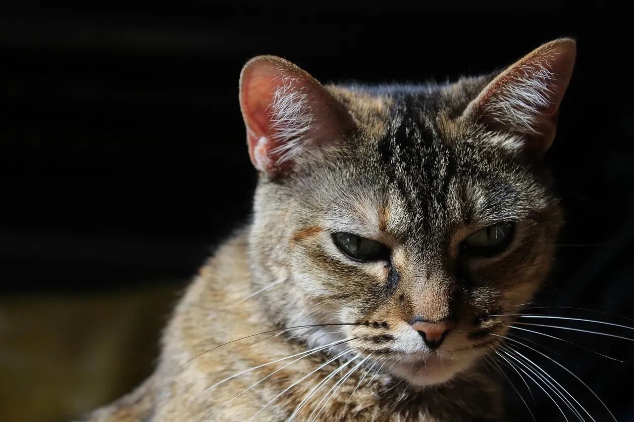 What Does Feline Jealousy Actually Look Like? (Image Credits: Pixabay)