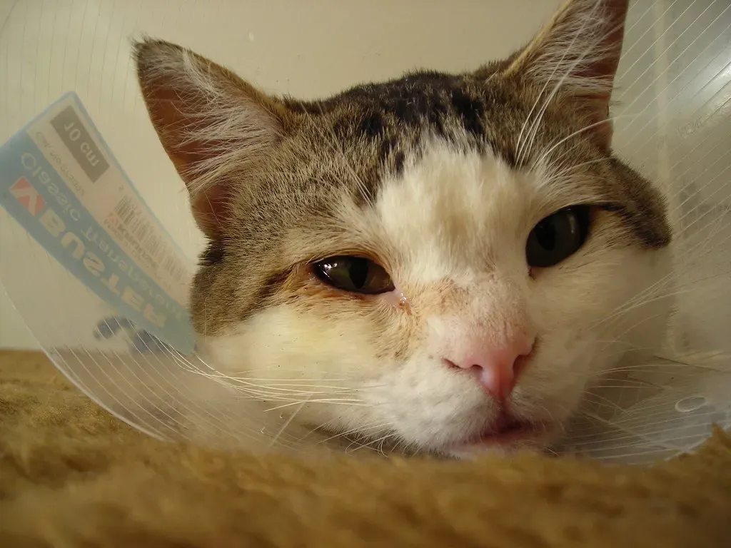 Health Benefits That Come with Timely Neutering (Image Credits: Flickr)