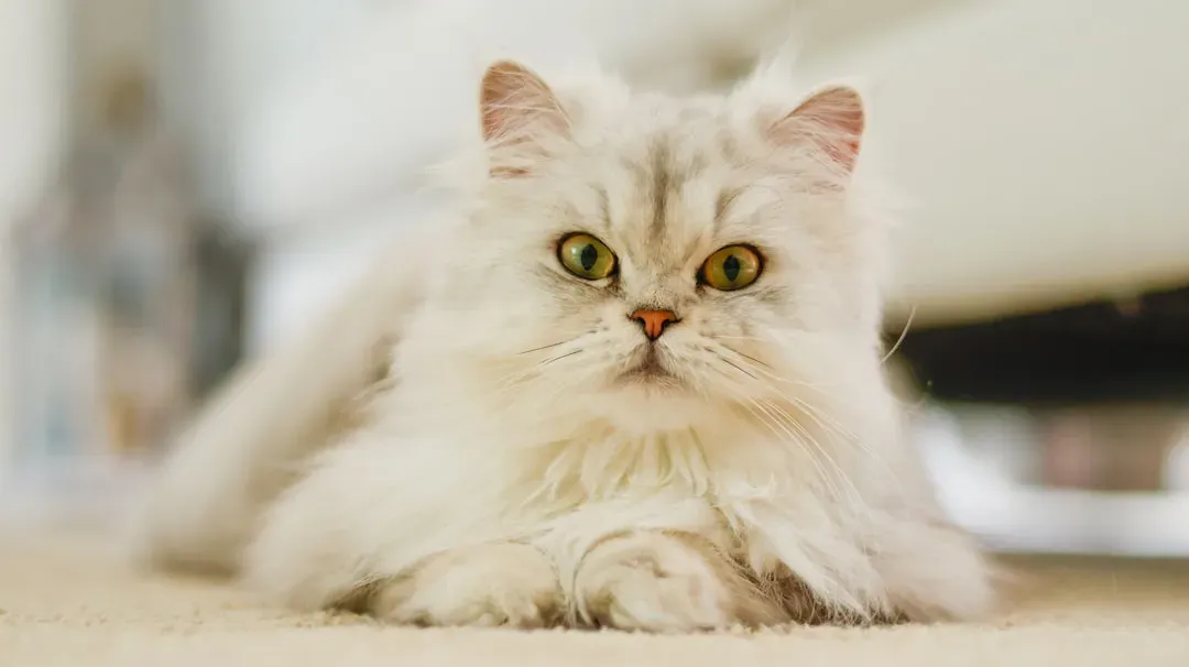 8. Chinchilla Persian (Image Credits: Unsplash)