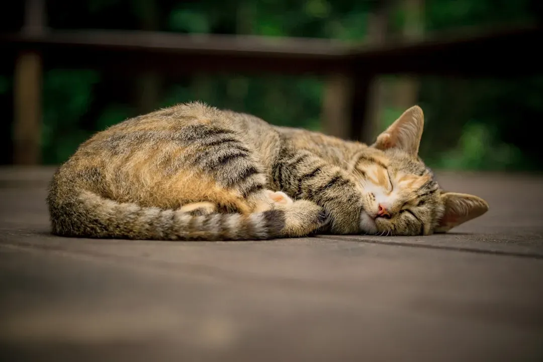 Sleep Marathons: Why They Nap 16 Hours a Day (Image Credits: Unsplash)