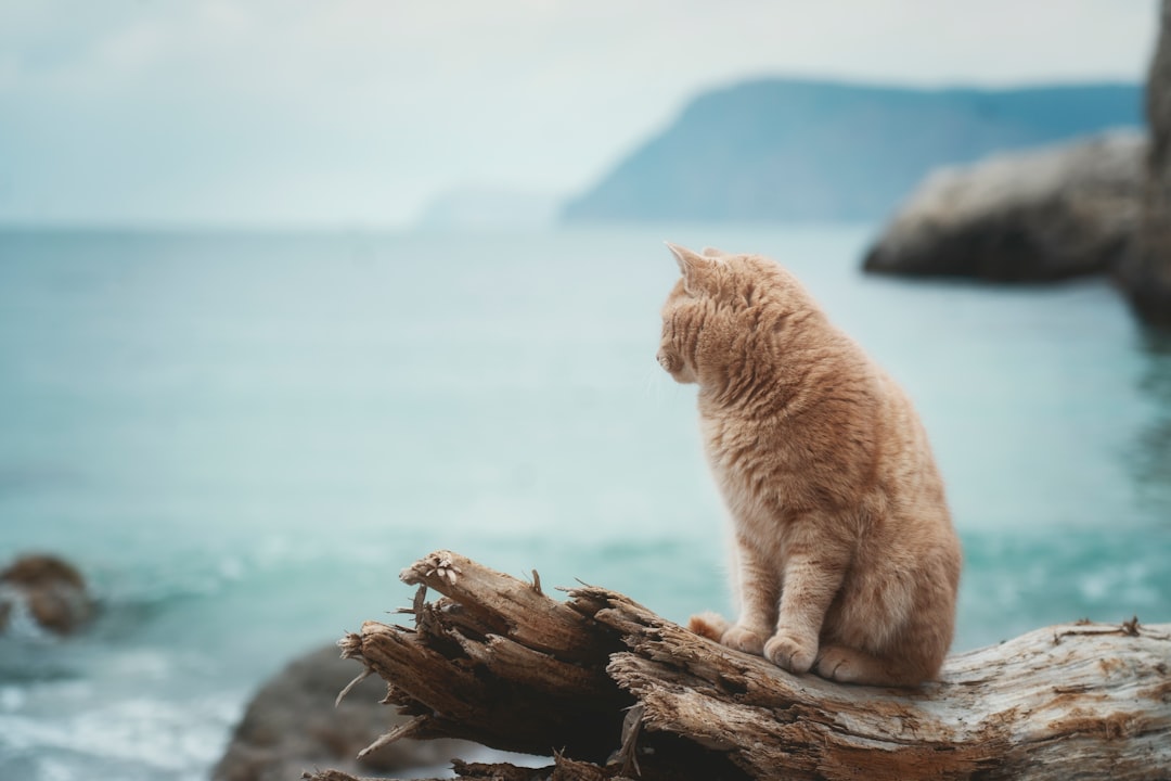 The Tsunami Survivors - Cats Who Fled to Safety (Image Credits: Unsplash)