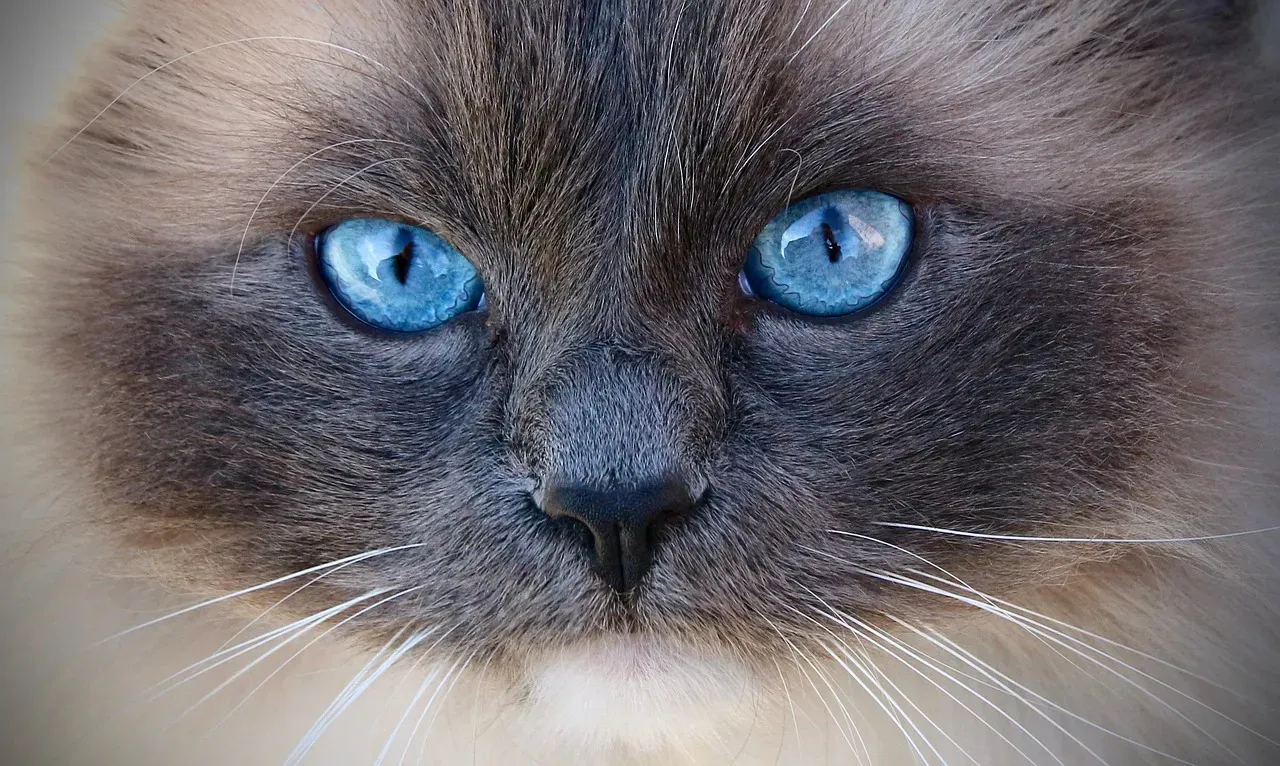 The Ragdoll: The Ultimate Cuddle Expert (Image Credits: Pixabay)