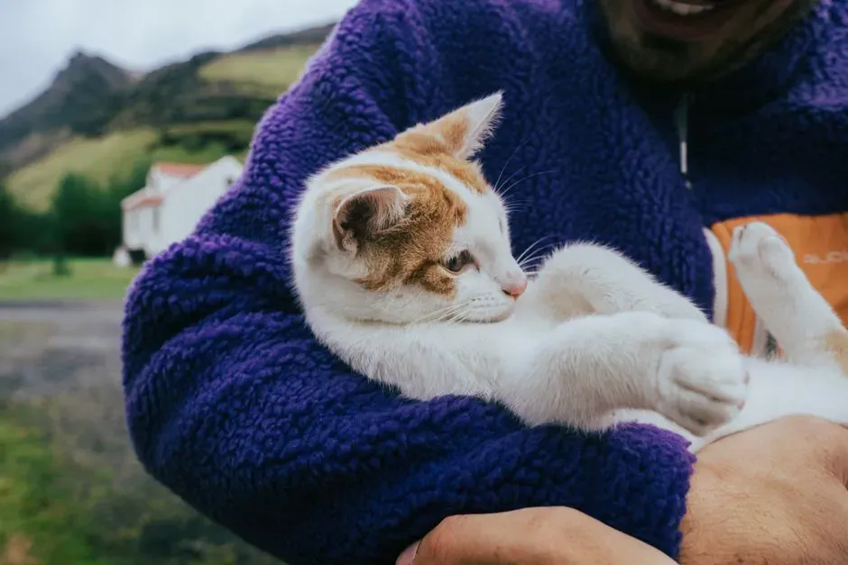#13 - Tolerating (and Eventually Enjoying) Being Picked Up (Image Credits: Pexels)