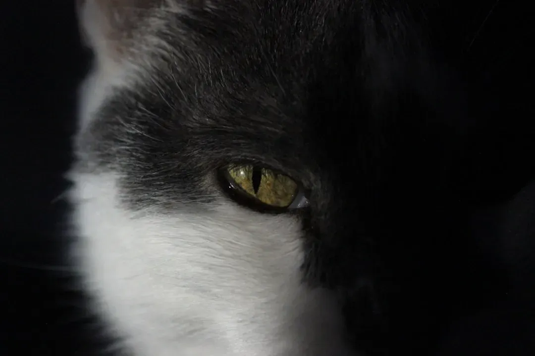 A Vision Built for Twilight, Not Daylight (Image Credits: Unsplash)