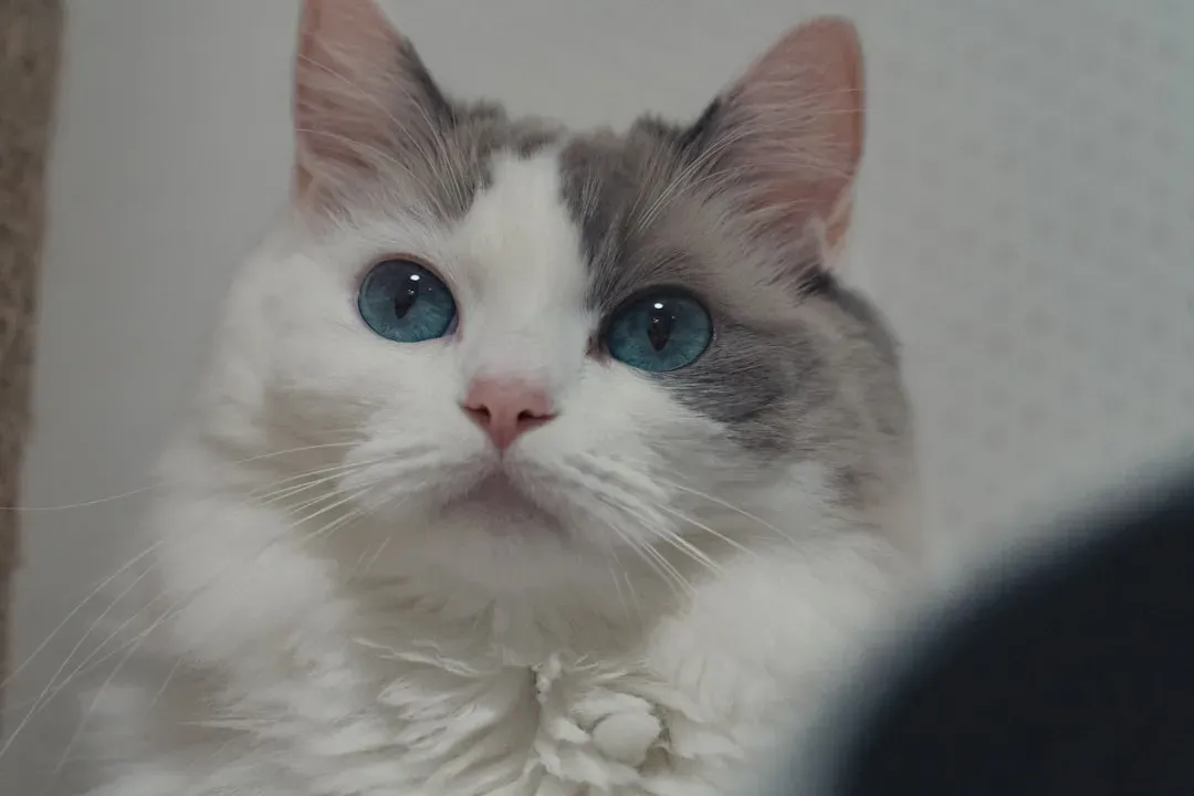 Ragdolls Need Constant Companionship (Image Credits: Unsplash)