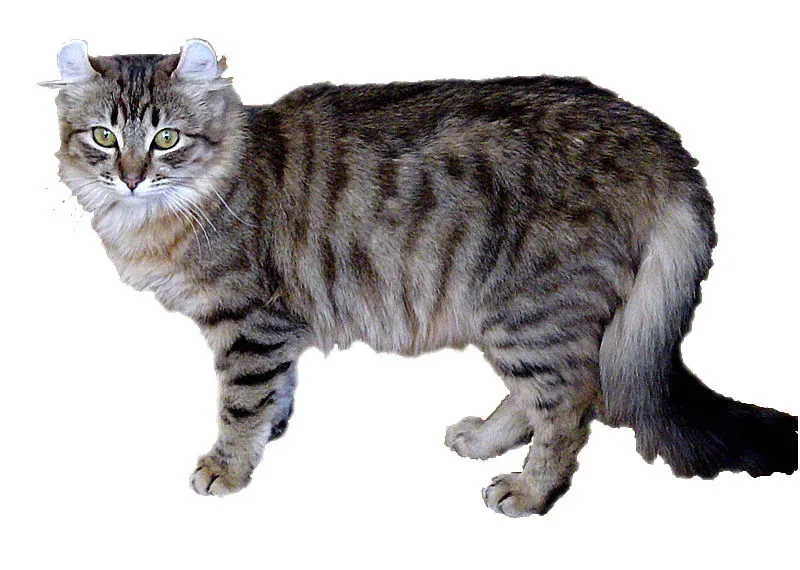 8. American Curl Longhair: Cute Ears, Surprisingly Tricky Coat (By Desaix83, d'après le travail de Cljk, CC BY-SA 3.0)