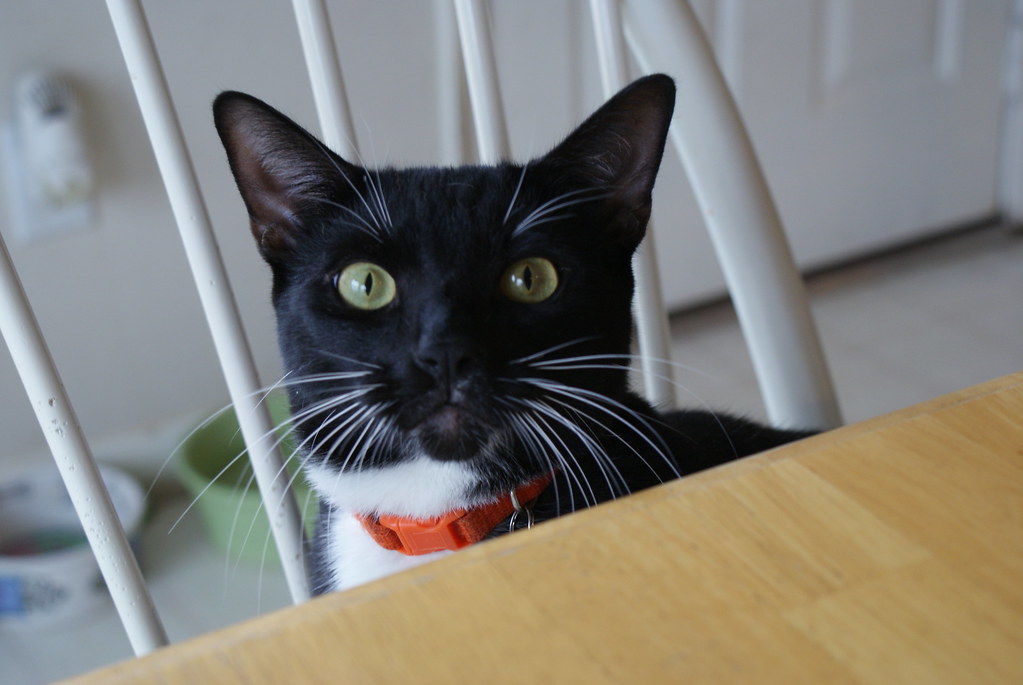 Creating Shared Rituals and Bonding Moments (Image Credits: Flickr)