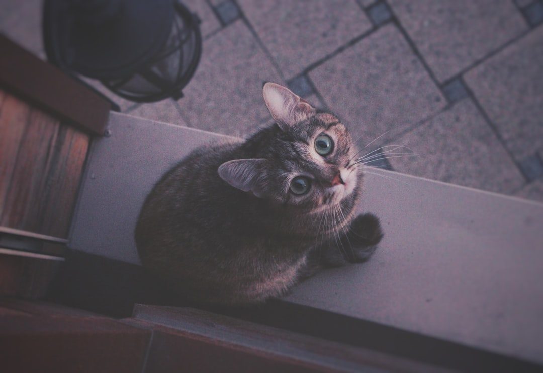 Food Time: The Strategic Hunger Stare (Image Credits: Unsplash)
