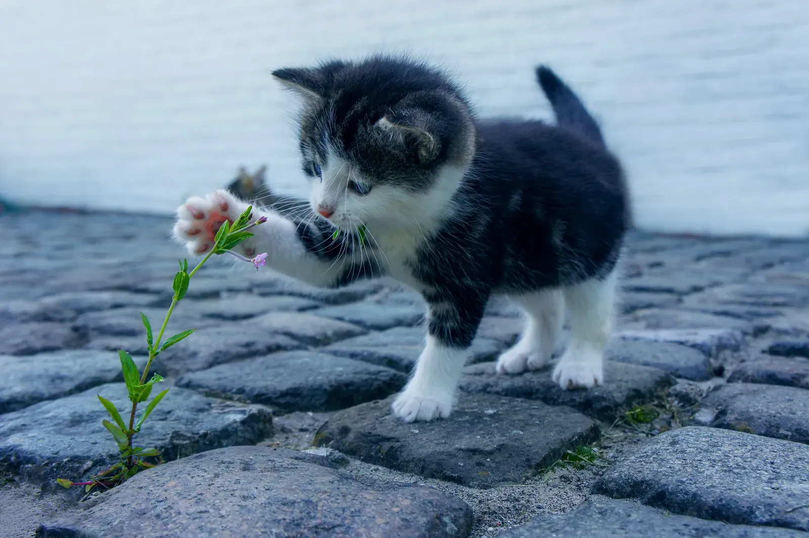 The Kitten Phase: When Curiosity Is at Its Most Intense (By Dimitri Houtteman, CC0)